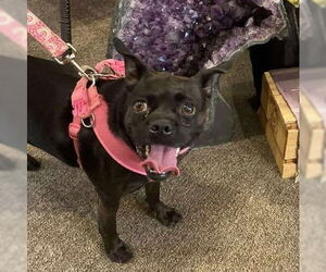 Pug-Unknown Mix Dogs for adoption in Martinsburg, WV, USA