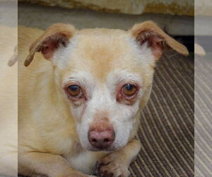 Chihuahua Dogs for adoption in Huntley, IL, USA