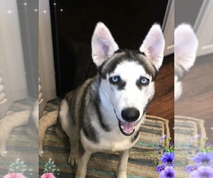 Alaskan Husky Dogs for adoption in fort worth, TX, USA