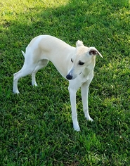 Whippet Dogs for adoption in Lindsay, CA, USA