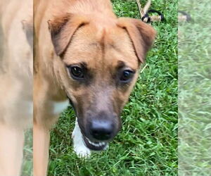 Mutt Dogs for adoption in Canton, CT, USA