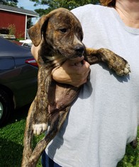 Boxador Dogs for adoption in Rockaway, NJ, USA