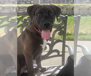 Labrador Retriever-Unknown Mix Dogs for adoption in Sandy, UT, USA