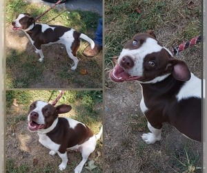 Boston Terrier-Unknown Mix Dogs for adoption in Cincinnati, OH, USA