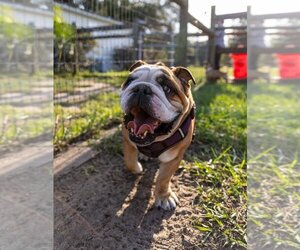 Bulldog Dogs for adoption in oakland, FL, USA
