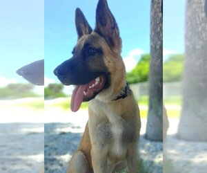 German Shepherd Dog Dogs for adoption in Tampa, FL, USA