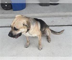 Mutt Dogs for adoption in San Antonio, TX, USA