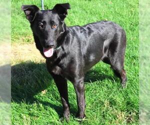 Mutt Dogs for adoption in Thief River Falls, MN, USA