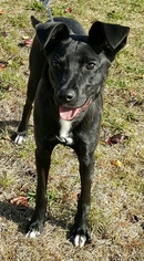 Labrador Retriever-Unknown Mix Dogs for adoption in Perth Amboy, NJ, USA