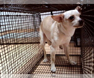 Chihuahua Dogs for adoption in Martinez, CA, USA