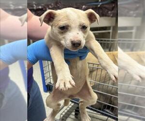 Mutt Dogs for adoption in Conroe, TX, USA