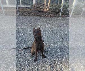 Shepradors Dogs for adoption in Newton, NC, USA