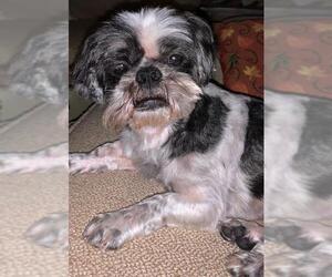 Shih Tzu-Unknown Mix Dogs for adoption in Katy, TX, USA