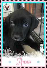 Labrador Retriever-Unknown Mix Dogs for adoption in South Mills, NC, USA