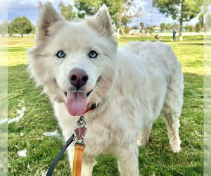 Alaskan Malamute-Unknown Mix Dogs for adoption in Las Vegas, NV, USA