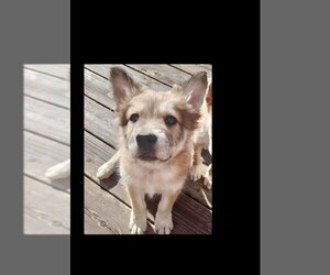 Mutt Dogs for adoption in Wheaton, IL, USA