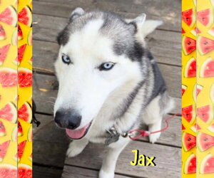 Siberian Husky Dogs for adoption in Red Lodge, MT, USA