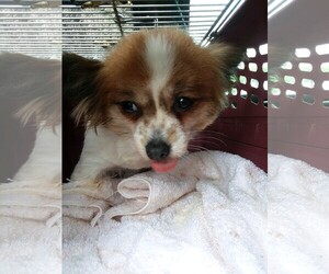 Medium Photo #1 Papillon Puppy For Sale in St. Louis Park, MN, USA