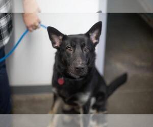 German Shepherd Dog-Unknown Mix Dogs for adoption in Mountain Home, AR, USA