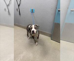 American Pit Bull Terrier-Unknown Mix Dogs for adoption in Las Vegas, NV, USA