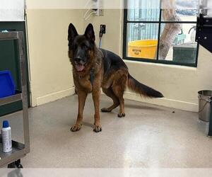 German Shepherd Dog Dogs for adoption in Pasadena, CA, USA