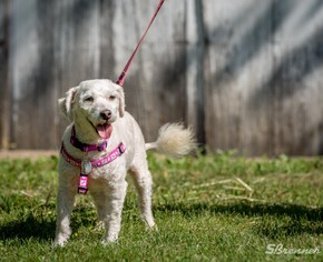 Bichon Frise Dogs for adoption in Pequot Lakes, MN, USA