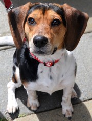 Medium Photo #1 Beagle Puppy For Sale in Atlanta, GA, USA