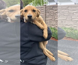 Labrador Retriever-Unknown Mix Dogs for adoption in Sterling, MA, USA