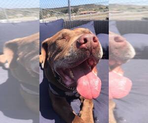 American Bulldog Dogs for adoption in  Ramona, CA, USA