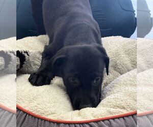 Labrador Retriever-Unknown Mix Dogs for adoption in Royal Palm Beach, FL, USA