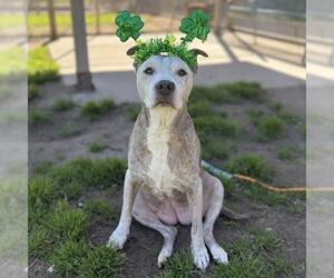 Mutt Dogs for adoption in Modesto, CA, USA