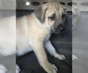 Chinese Shar-Pei-Labrador Retriever Mix Dogs for adoption in Leesville, SC, USA