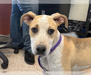 Mutt Dogs for adoption in Pueblo, CO, USA