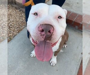 American Pit Bull Terrier Dogs for adoption in Malibu , CA, USA