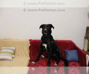 Border Collie-Greyhound Mix Dogs for adoption in Grasswood, Saskatchewan, Canada