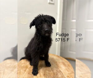 Poodle (Standard) Dogs for adoption in Studio City, CA, USA