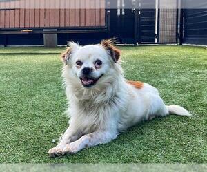 Pekingese Dogs for adoption in Orange, CA, USA