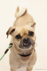 Pug Dogs for adoption in Anchorage, AK, USA