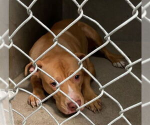 American Pit Bull Terrier Dogs for adoption in San Bernardino, CA, USA