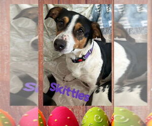 Bagle Hound Dogs for adoption in Brookville, OH, USA