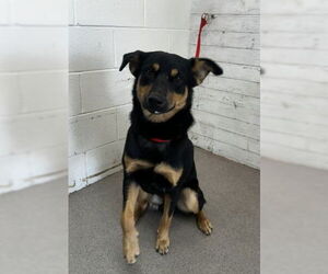 German Shepherd Dog-Unknown Mix Dogs for adoption in San Bernardino, CA, USA