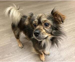 Mutt Dogs for adoption in Martinez, CA, USA