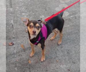 Chiweenie Dogs for adoption in Greenville, SC, USA