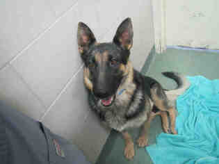 German Shepherd Dog-Unknown Mix Dogs for adoption in Santa Fe, NM, USA