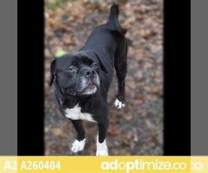 American Boston Bull Terrier Dogs for adoption in Anchorage, AK, USA