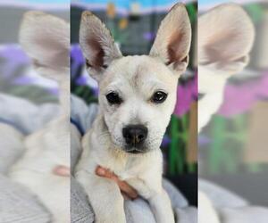 Alaskan Klee Kai-French Bulldog Mix Dogs for adoption in Frisco, CO, USA