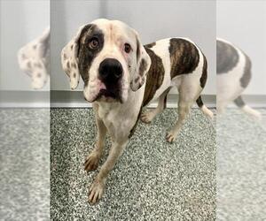 Mutt Dogs for adoption in Salisbury, NC, USA