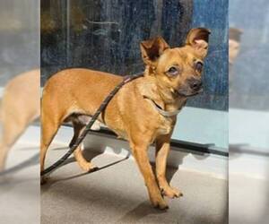 Chihuahua-Unknown Mix Dogs for adoption in Chandler, AZ, USA