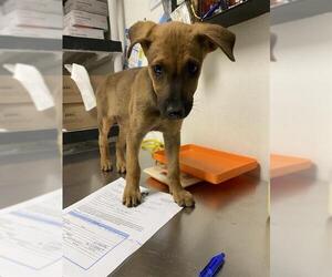Chihuahua Dogs for adoption in Bakersfield, CA, USA