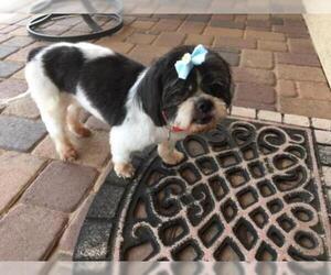 Shih Tzu-Unknown Mix Dogs for adoption in Queen Creek, AZ, USA